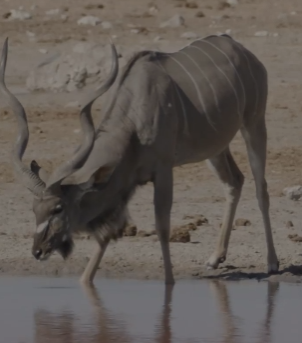 La Diversidad Biológica en nuestro planeta es una razón más y de suma importancia para voltear hacia atrás y replantearnos acciones positivas, concretas y urgentes para aplicar en el presente y en un futuro, nuestro ecosistema y sus especies junto con nosotros, podamos disfrutar de un mejor lugar donde vivir y coexistir. Día Internacional de la Diversidad Biológica.