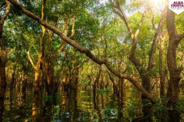 Manglares = Vida Estos atípicos ecosistemas reúnen a una gran variedad de vida y solamente representan el 0.4% de las áreas boscosas del planeta.