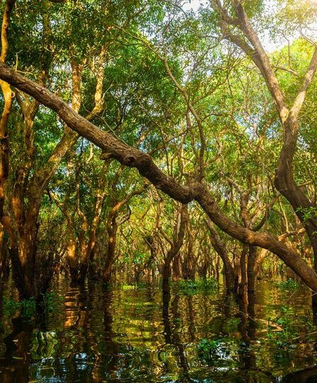 Manglares = Vida Estos atípicos ecosistemas reúnen a una gran variedad de vida y solamente representan el 0.4% de las áreas boscosas del planeta.