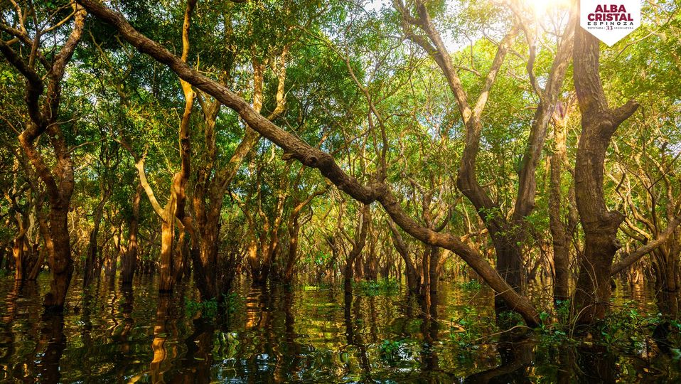 Manglares = Vida Estos atípicos ecosistemas reúnen a una gran variedad de vida y solamente representan el 0.4% de las áreas boscosas del planeta.